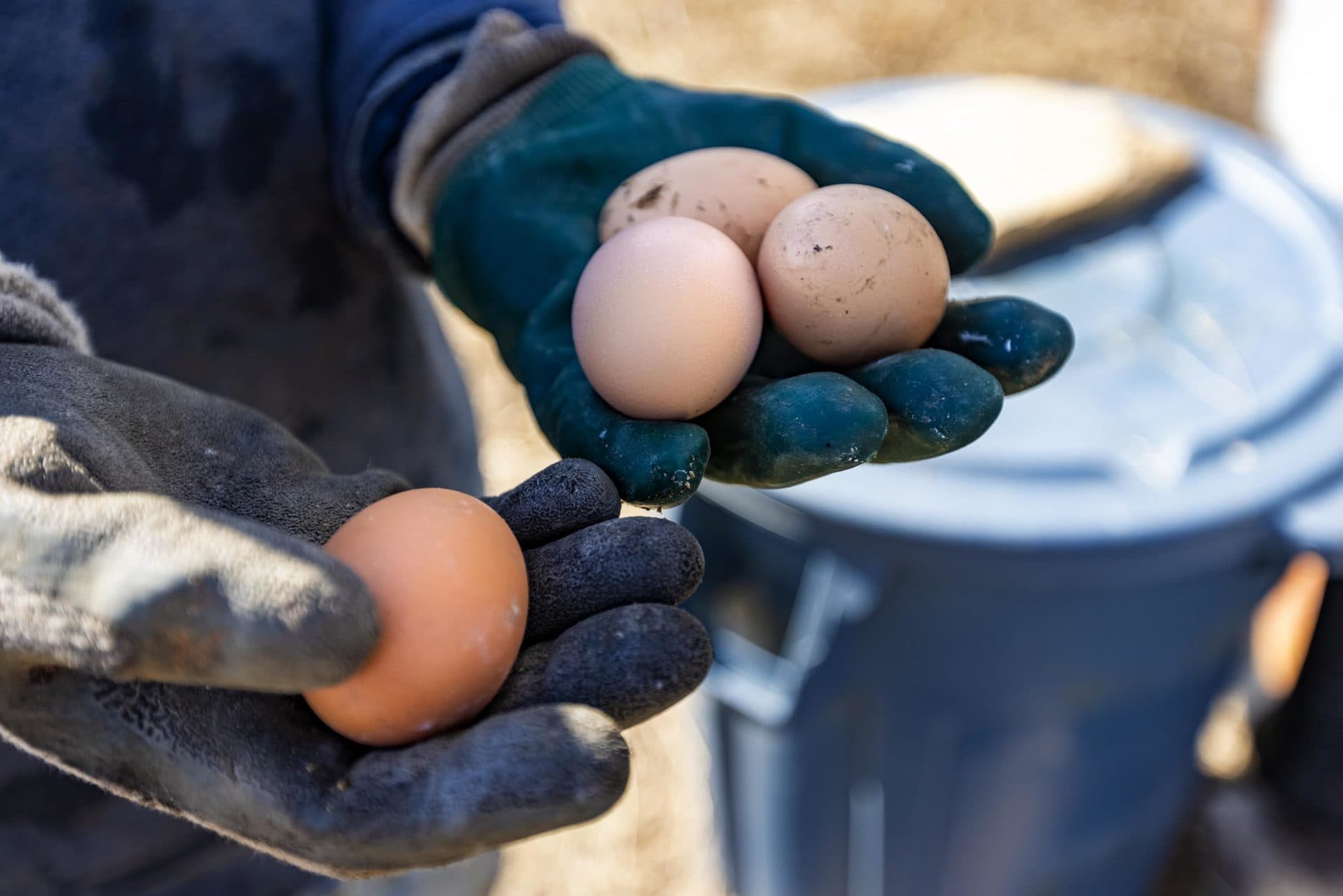 Farmer Josh Louro holds eggs he has just collected from the chicken coop at Round the Bend Farm. (Jesse Costa/WBUR)