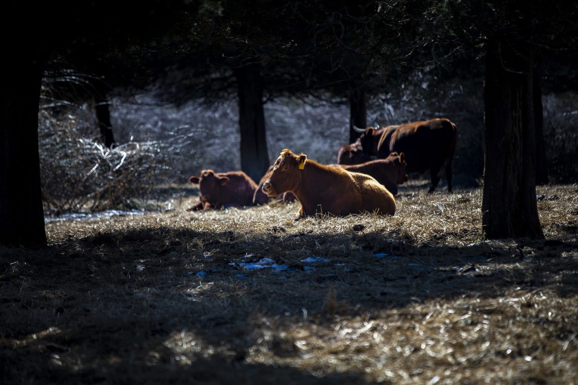 Cows graze on the pasture at Round the Bend Farm in Dartmouth. (Jesse Costa/WBUR)