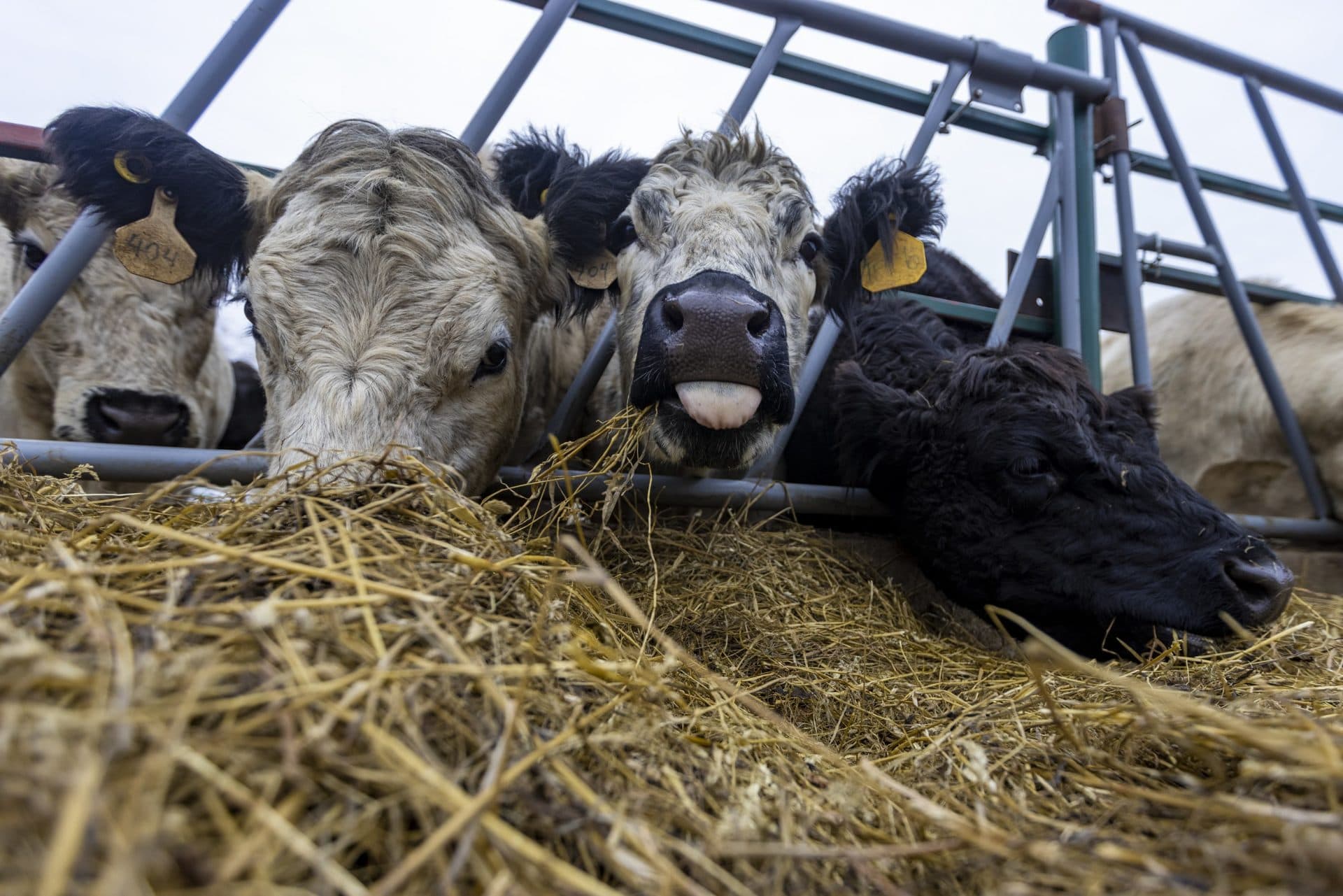 Pregnant cows feed on hay at Appleton Farms in Ipswich. (Jesse Costa/WBUR)
