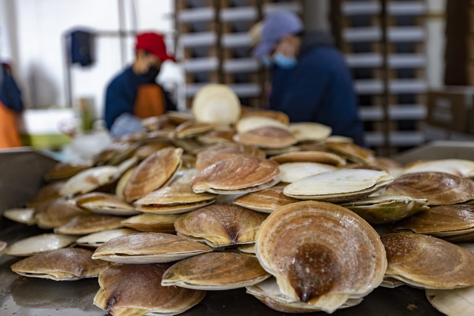 Sea scallops waiting to be processed and shipped at Red’s Best in Boston. (Jesse Costa/WBUR)
