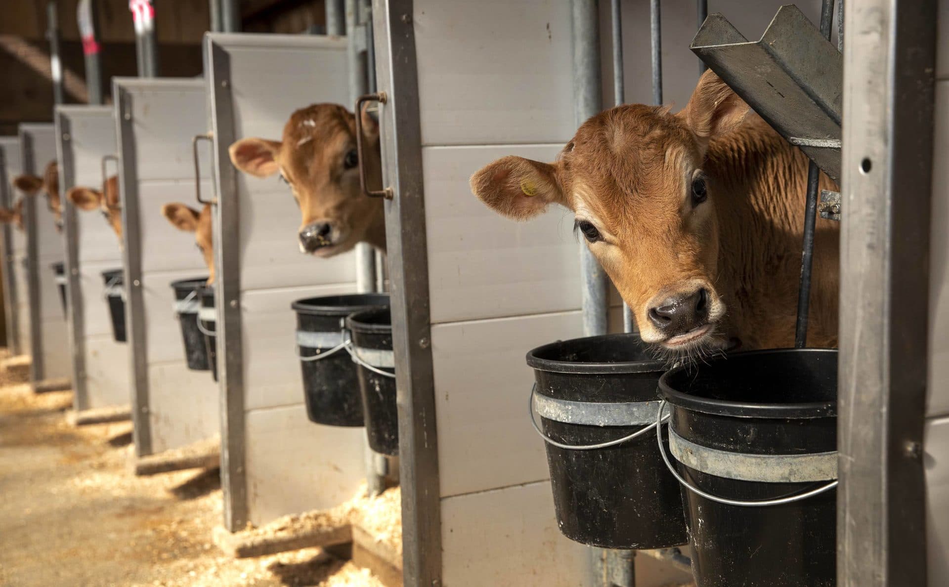 Calves at University of New Hampshire's Burley-Demeritt Organic Dairy Research Farm. (Robin Lubbock/WBUR)