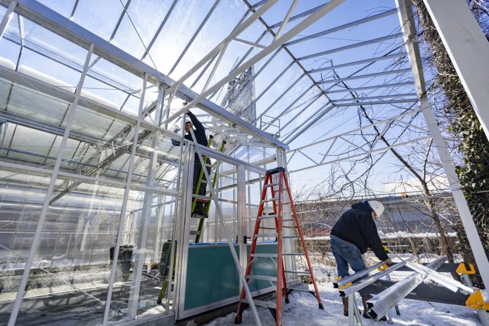 Workers build the frame of the greenhouse at Eastie Farm. (Jesse Costa/WBUR)