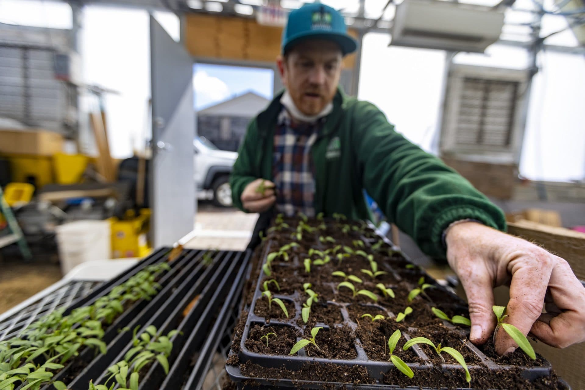 Tristram Keefe transfers Cherokee tomato seedlings from germination flats into planting trays at Fowler Clark Epstein Farm in Mattapan. (Jesse Costa/WBUR)