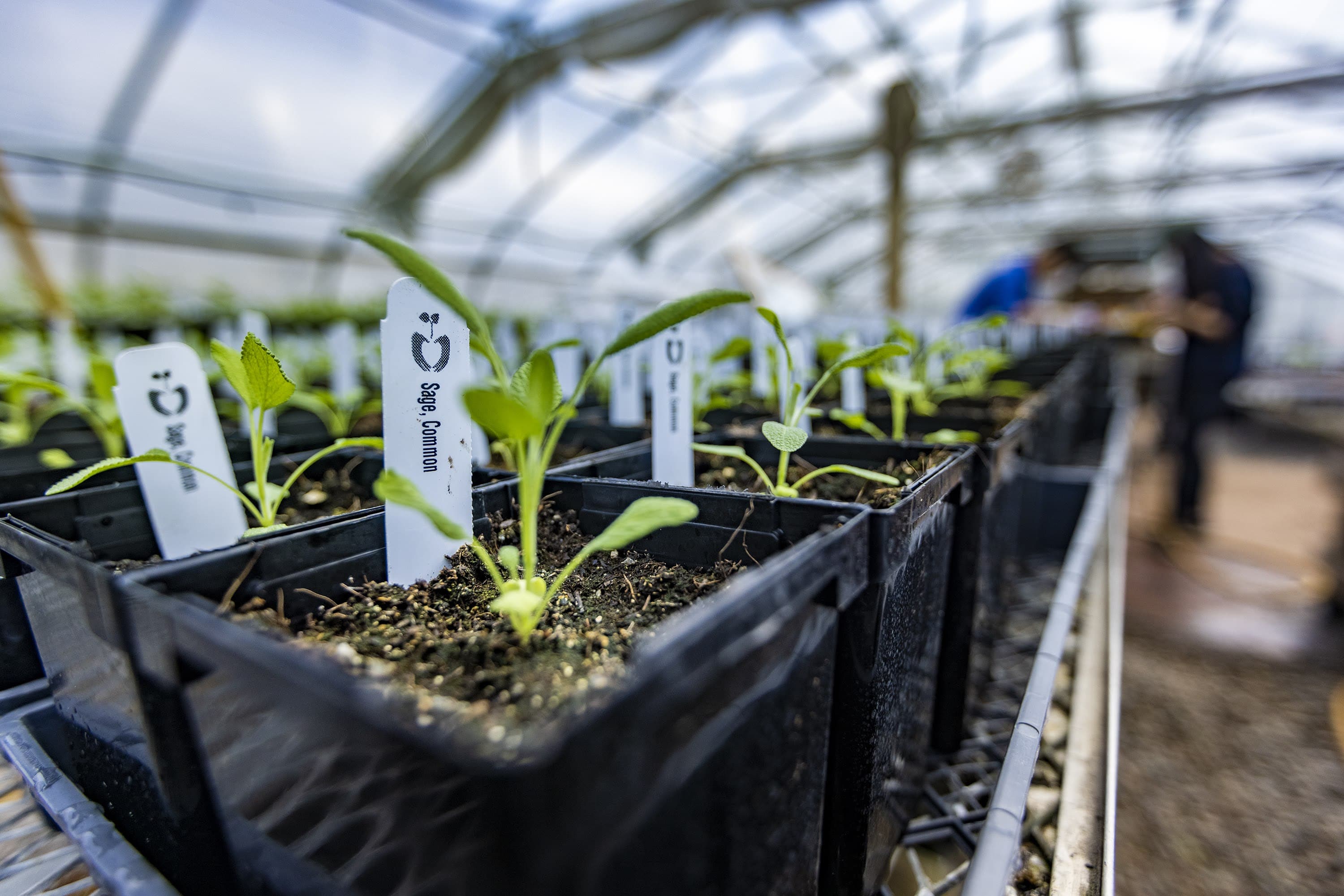 Common sage seedlings in germination trays in the greenhouse at the ReVision Urban Farm in Mattapan. (Jesse Costa/WBUR)