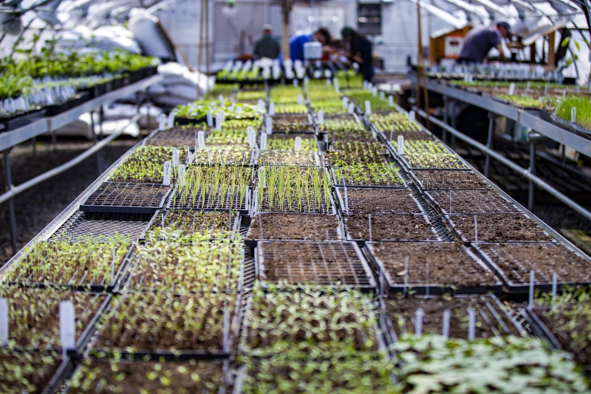 Seedlings in the greenhouse at the ReVision Urban Farm in Mattapan. (Jesse Costa/WBUR)