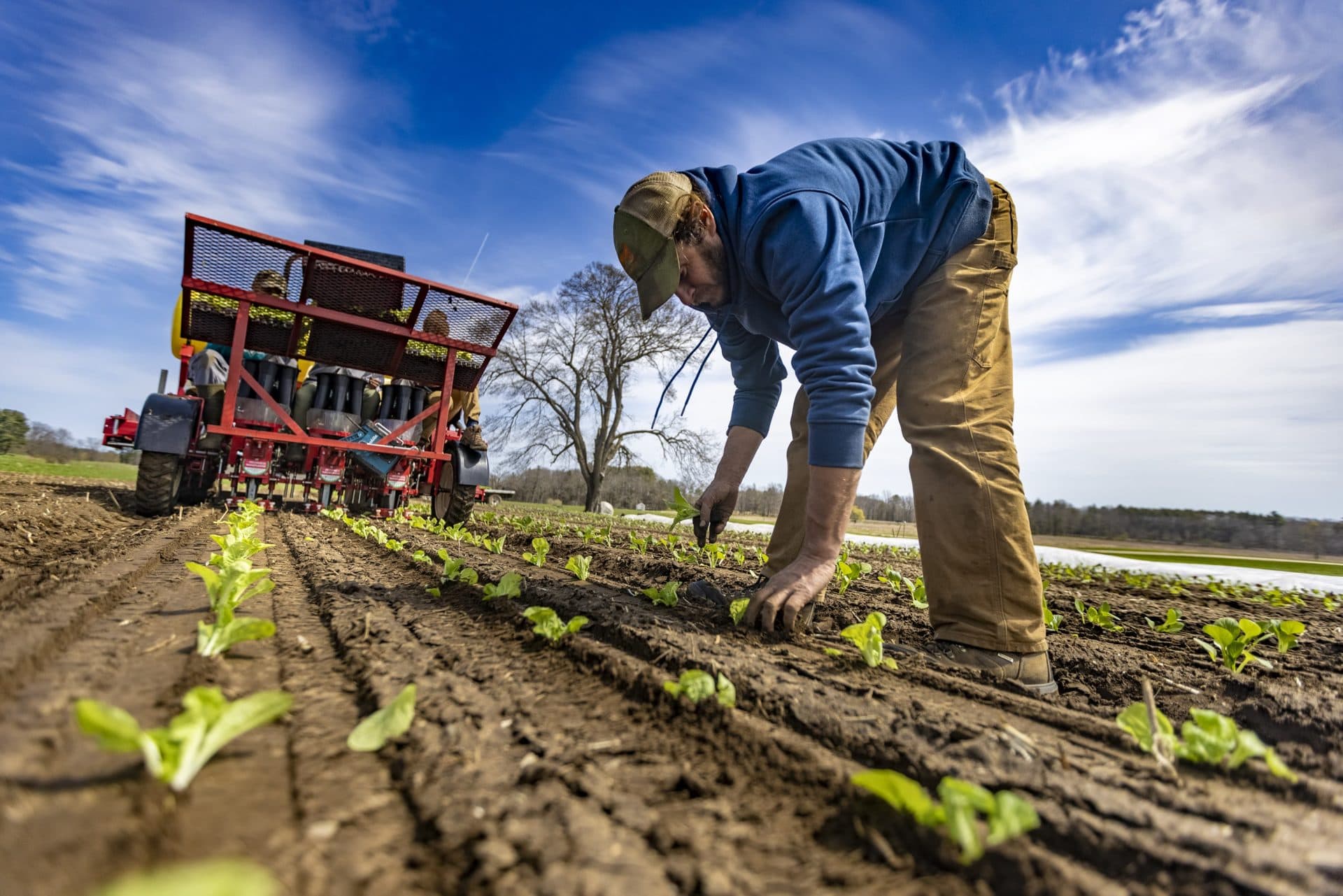 Appleton Farms Farm manager Andrew Lawson adjusts the Minuet lettuce plantings. (Jesse Costa/WBUR)