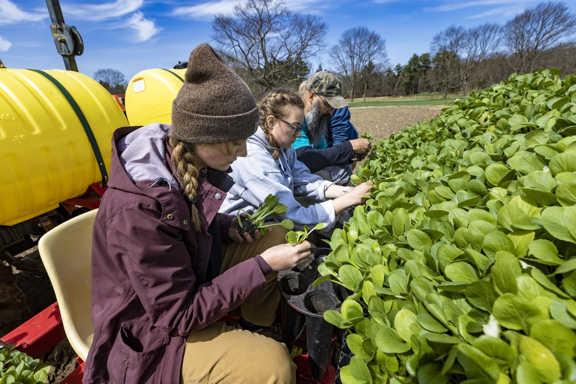 Mia Cleary, Alyssa Clark and Cedric Merle feed Black Summer bok choy seedlings into the mechanical transplanter at Appleton Farms. (Jesse Costa/WBUR)