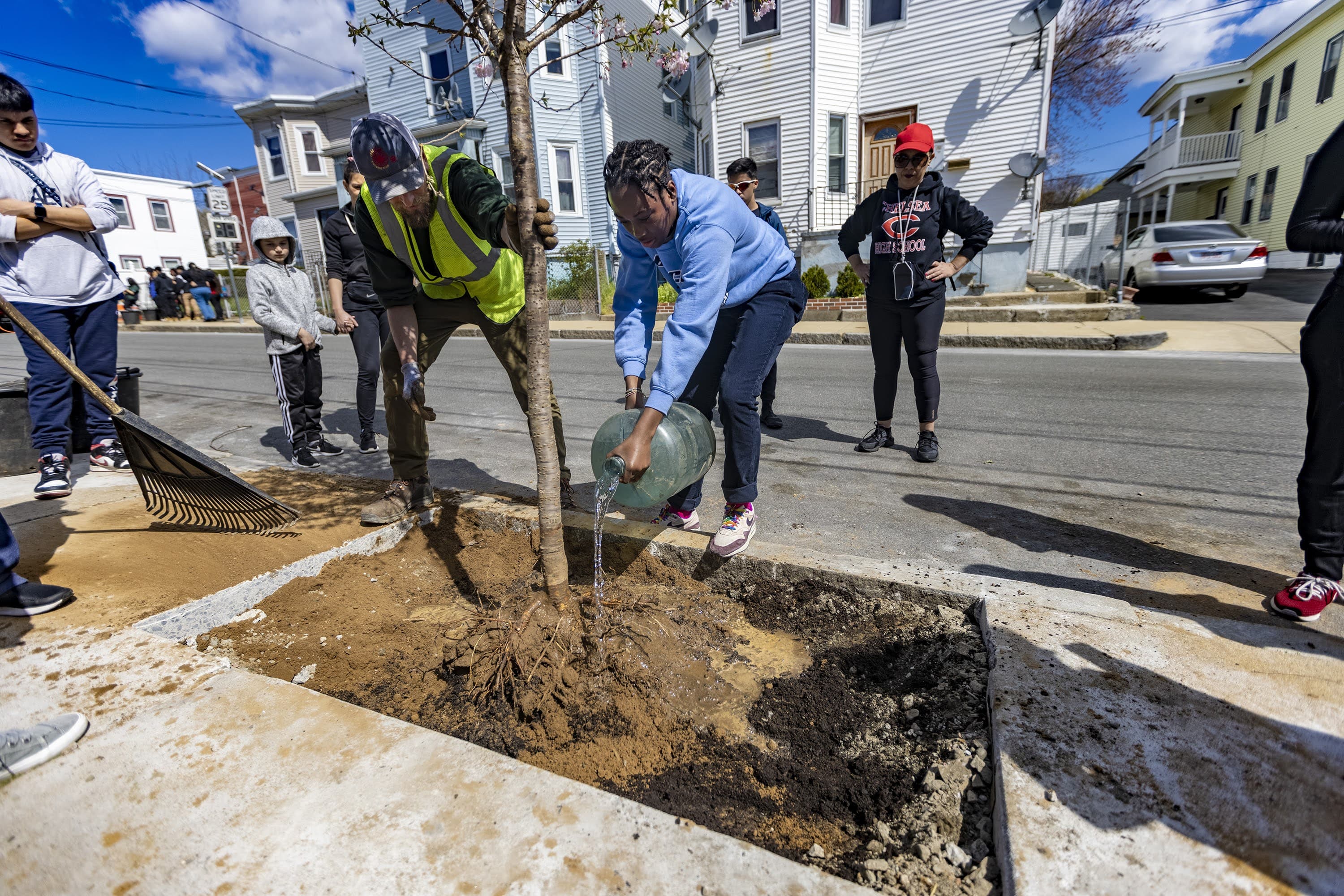 Michael Griffin of the state Department of Conservation &amp; Recreation watches as a volunteer waters the root ball of a cherry tree. (Jesse Costa/WBUR)