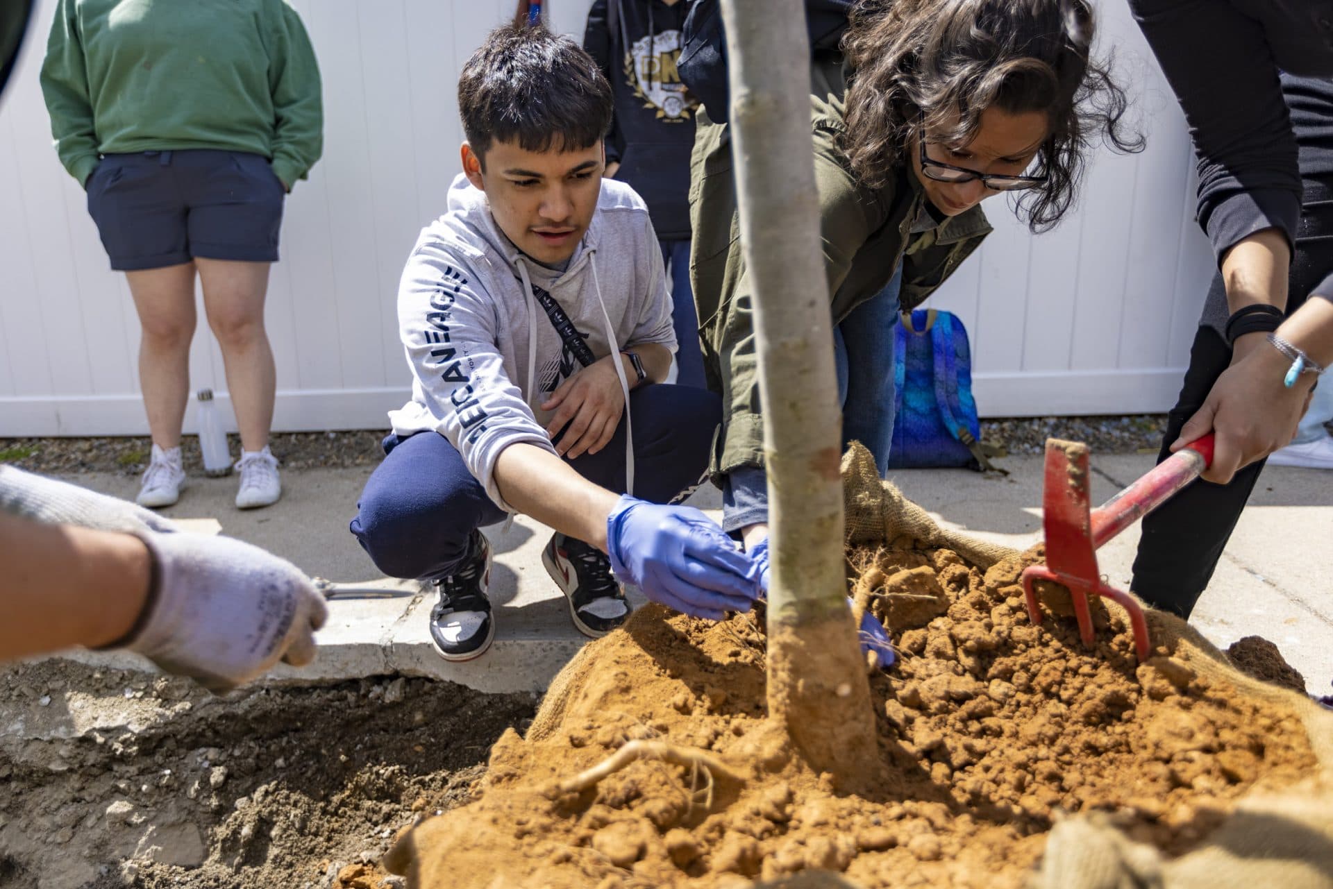 Brian Martinez, 15, and other volunteers from the neighborhood help remove clay from the root ball of a cherry tree as they prepare to plant it on Maverick Street. (Jesse Costa/WBUR)