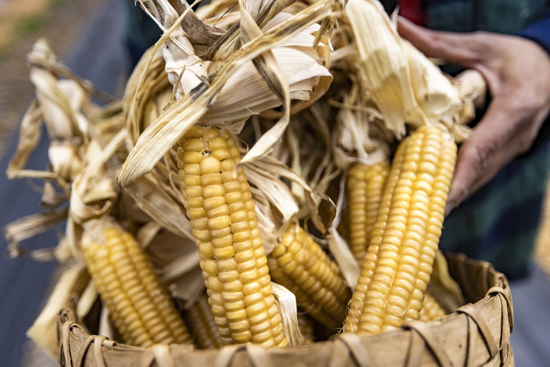 Narragansett flint corn. (Jesse Costa/WBUR)