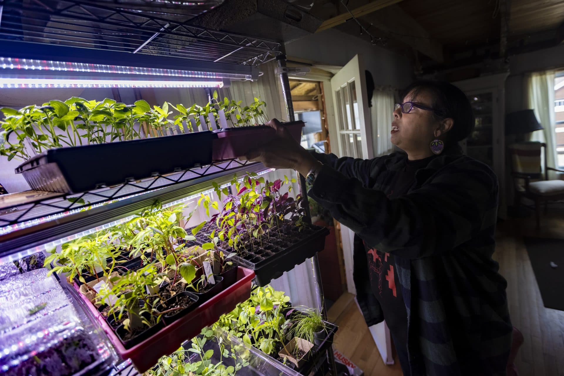Dawn Spears checks on the seedlings she has started in her house for Ashawaug Heritage Farm in Rhode Island. (Jesse Costa/WBUR)