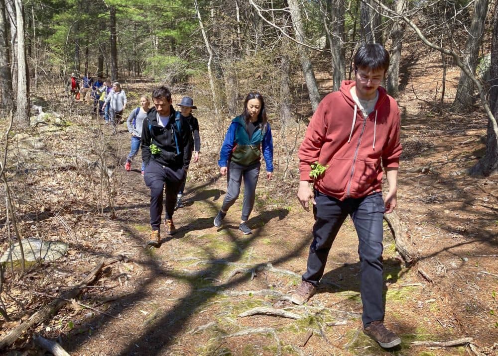 Tyler Akabane leads a group of foragers along a wooded trail in Saugus. (Andrea Shea/WBUR)