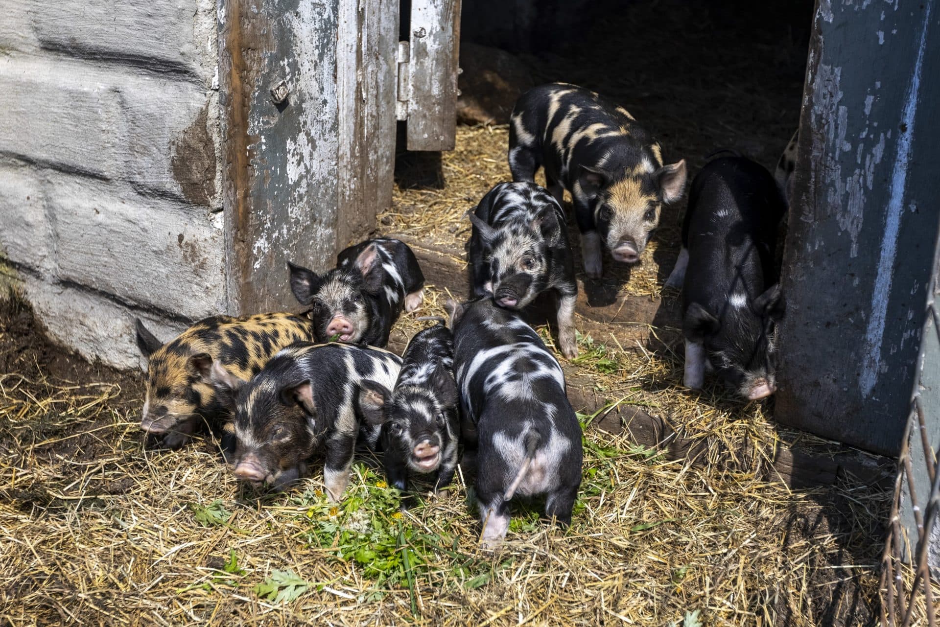 Baby pigs at Round the Bend Farm. (Jesse Costa/WBUR)