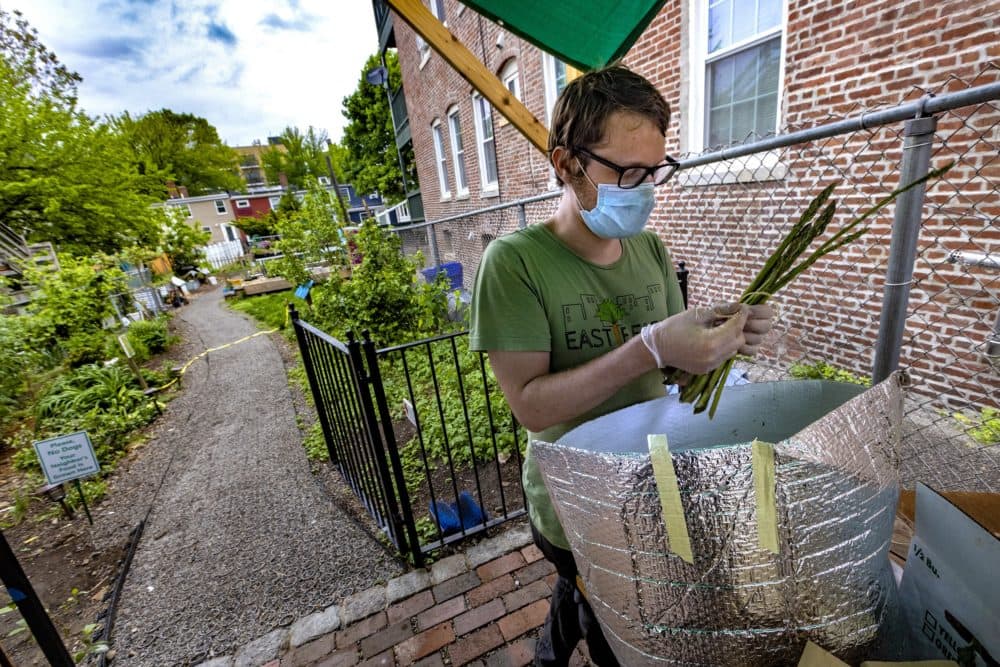 Food Program Manager Max Chezem bundles up asparagus from Cordelia’s Farm in Berlin, MA for the Eastie Farms CSA program. (Jesse Costa/WBUR)