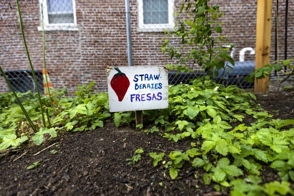 A strawberry patch at Eastie Farms on Sumner St. (Jesse Costa/WBUR)