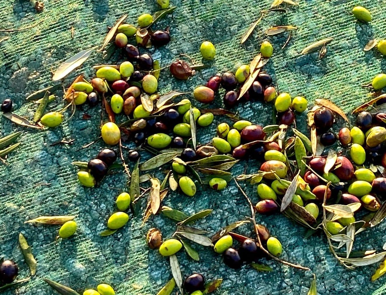 Freshly picked olives.  (Kathy Gunst/Here & Now)
