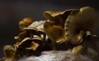 Beyond flora and fauna: Why it’s time to include fungi in global conservation goals