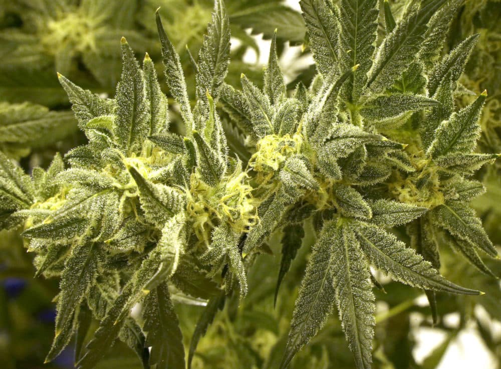 In this July 29, 2015 photo a marijuana plant grows in a growing room at the Thomas C. Slater Compassion Center, in Providence, R.I. (Steven Senne/AP)
