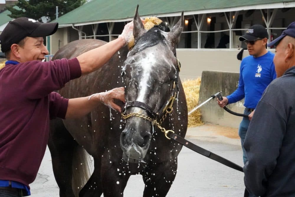 A horse gets a bath. (Stephanie Wolf/WFPL News)