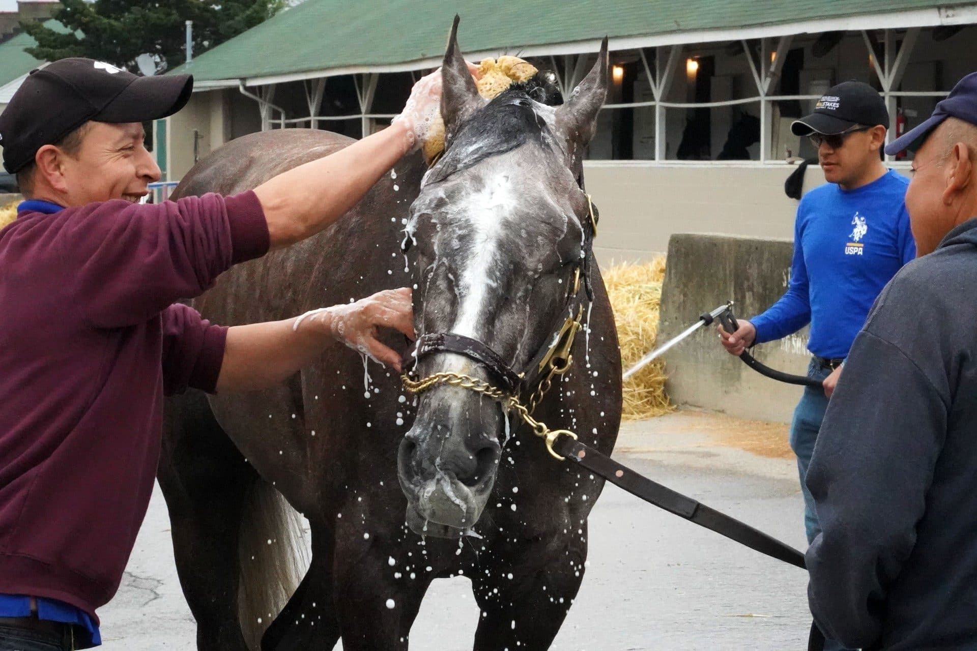 A horse gets a bath. (Stephanie Wolf/WFPL News)