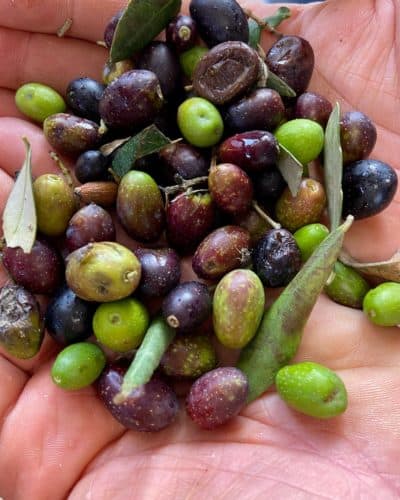 Freshly harvested olives. (Kathy Gunst/Here &amp; Now)