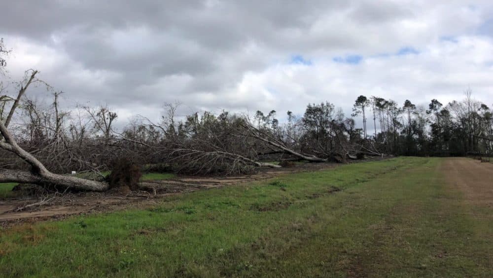 Southwest Georgia pecan trees were torn down by Hurricane Michael in 2018. Because they take about 10 years to mature, farmer Eric Cohen decided not to replant. (Eric Cohen)