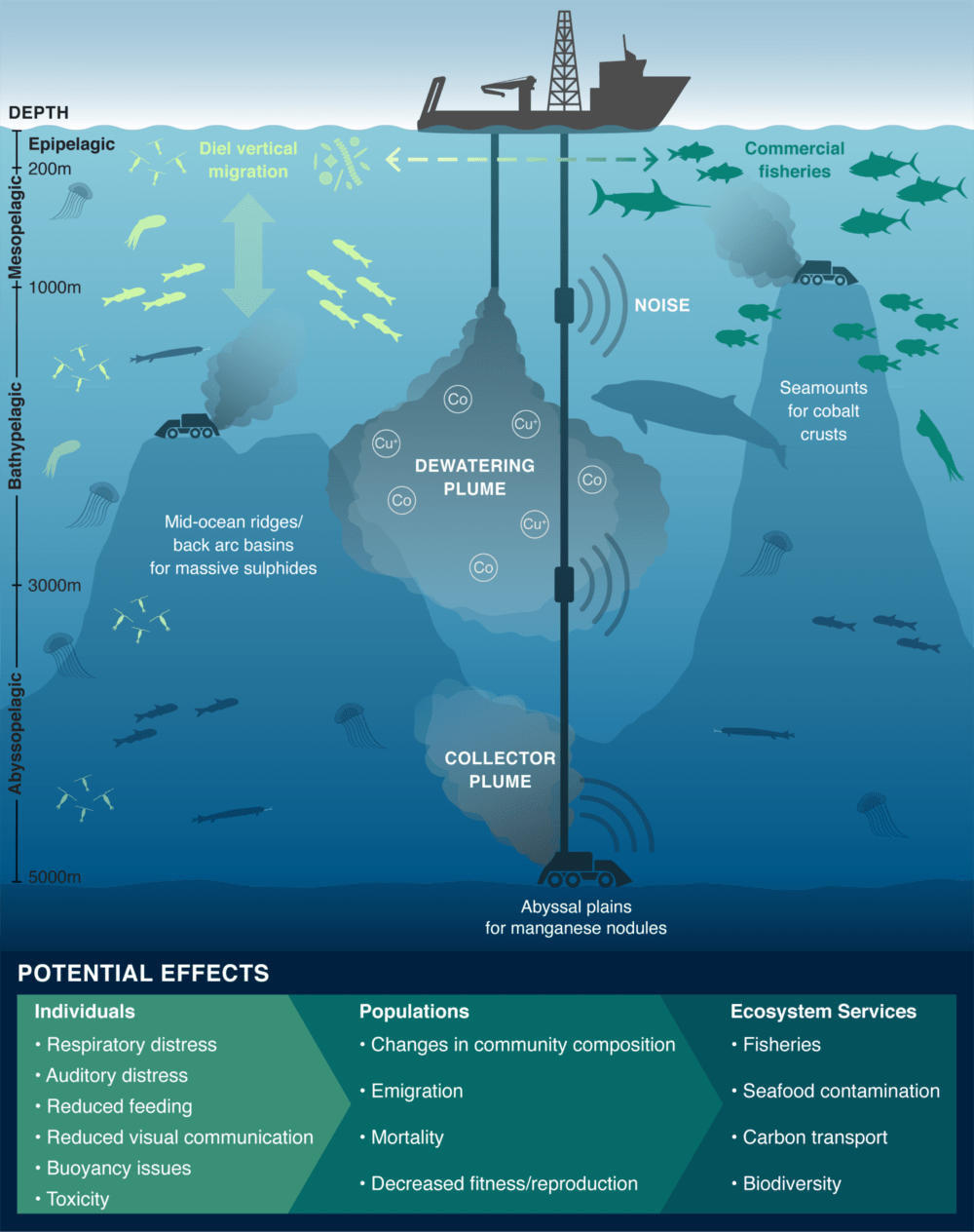 Mining-generated sediment plumes and noise have a variety of possible effects on pelagic taxa. Organisms and plume impacts are not to scale. (Amanda Dillon)