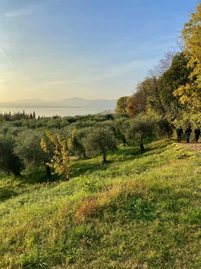 Ancient olive trees above Lake Garda. (Kathy Gunst/Here &amp; Now)