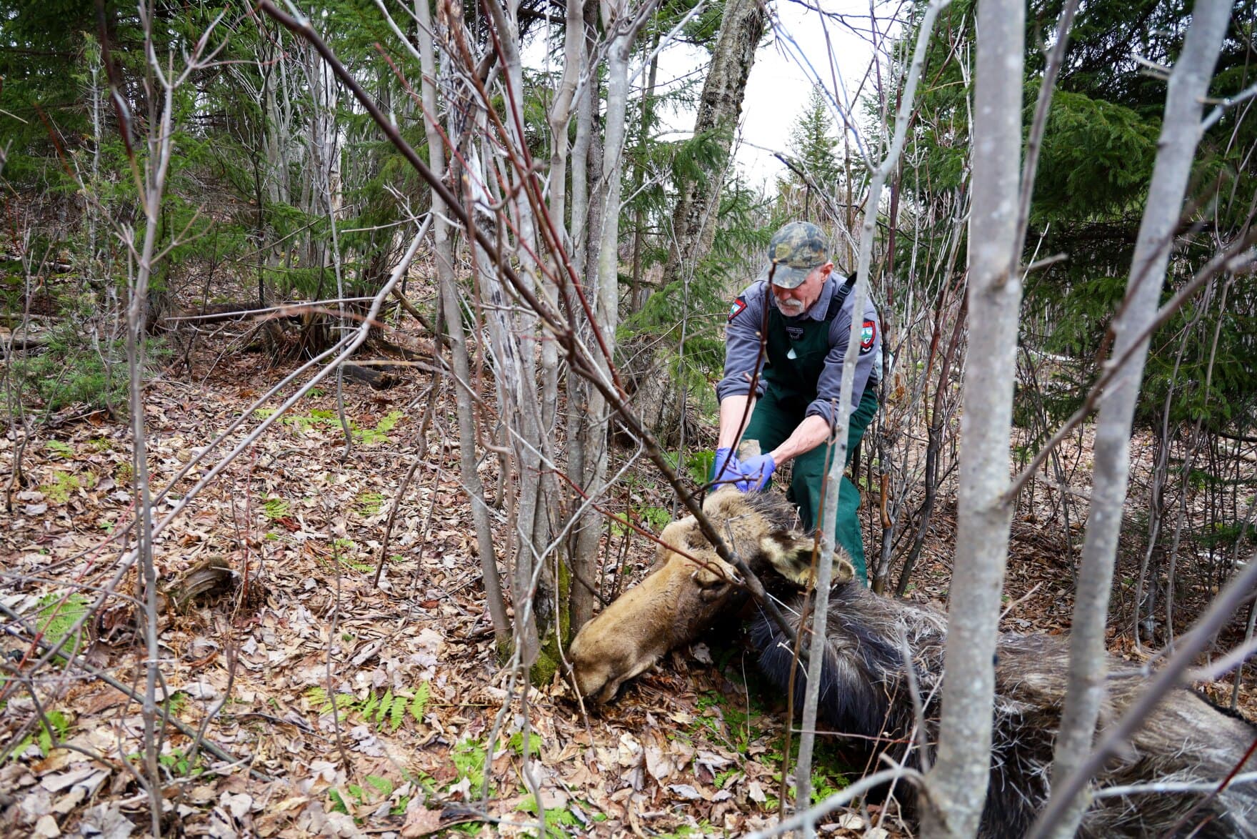 State biologist Lee Kantar examines a dead moose on April 26, 2022. Moose Number 59 was captured and fitted with a radio collar in the winter of 2014. The moose showed signs of anemia, which Kantar says means she had been fed on by ticks and had extreme blood loss. (Esta Pratt-Kielley/Maine Public)