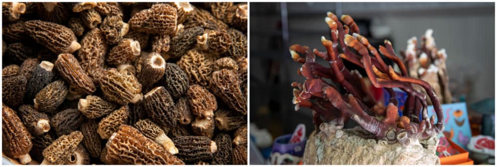 Wild morels and dried reishi mushrooms are also available. (Robin Lubbock/WBUR)