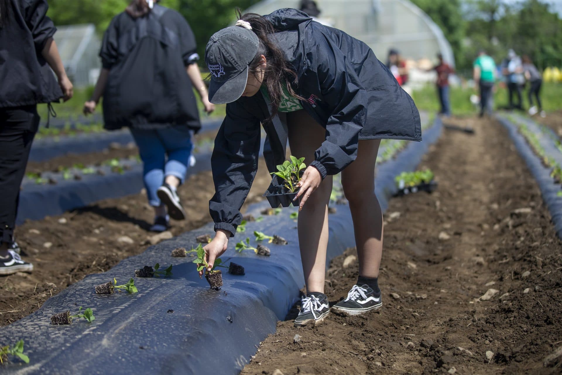 Students from South High Community School in Worcester plant eggplant seedlings at the Community Harvest Project in Grafton. (Jesse Costa/WBUR)