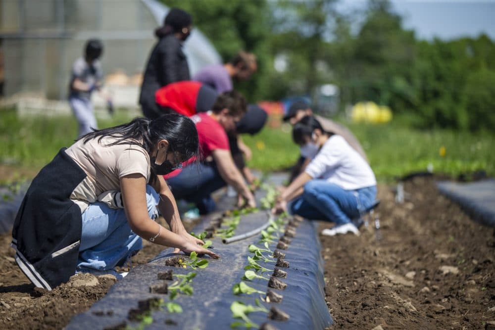 Students from South High School in Worcester plant eggplant seedlings at the Community Harvest Project in Grafton. (Jesse Costa/WBUR)