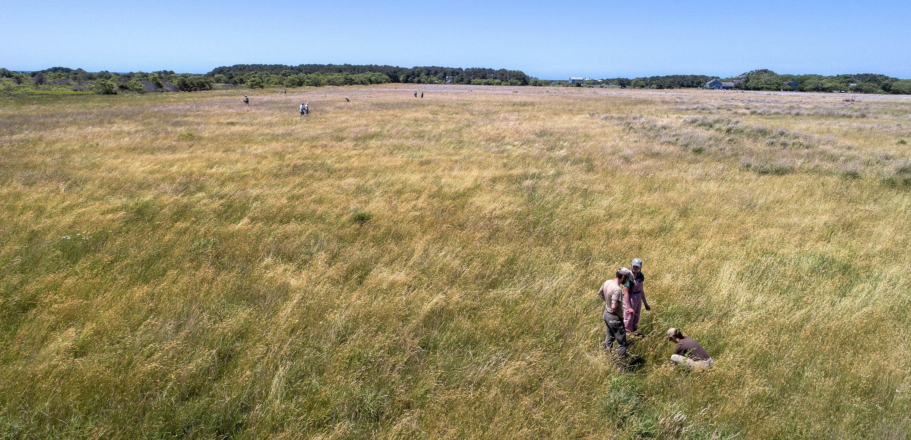 Volunteers work to restore native plants on the sandplain grasslands in Katama, on Martha's Vineyard. (Robin Lubbock/WBUR)