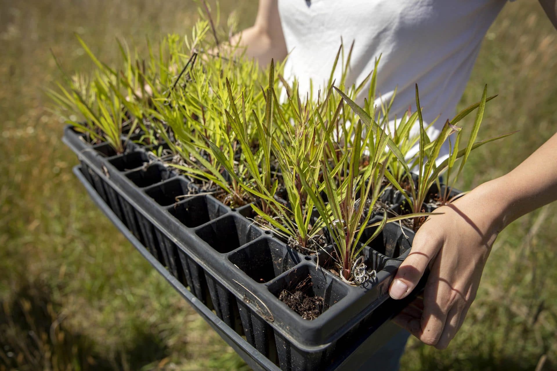 Blazing star seedling, grown and donated by Polly Hill Arboretum, on their way to be planted on the sandplain grasslands at Katama, on Martha's Vineyard. (Robin Lubbock/WBUR)