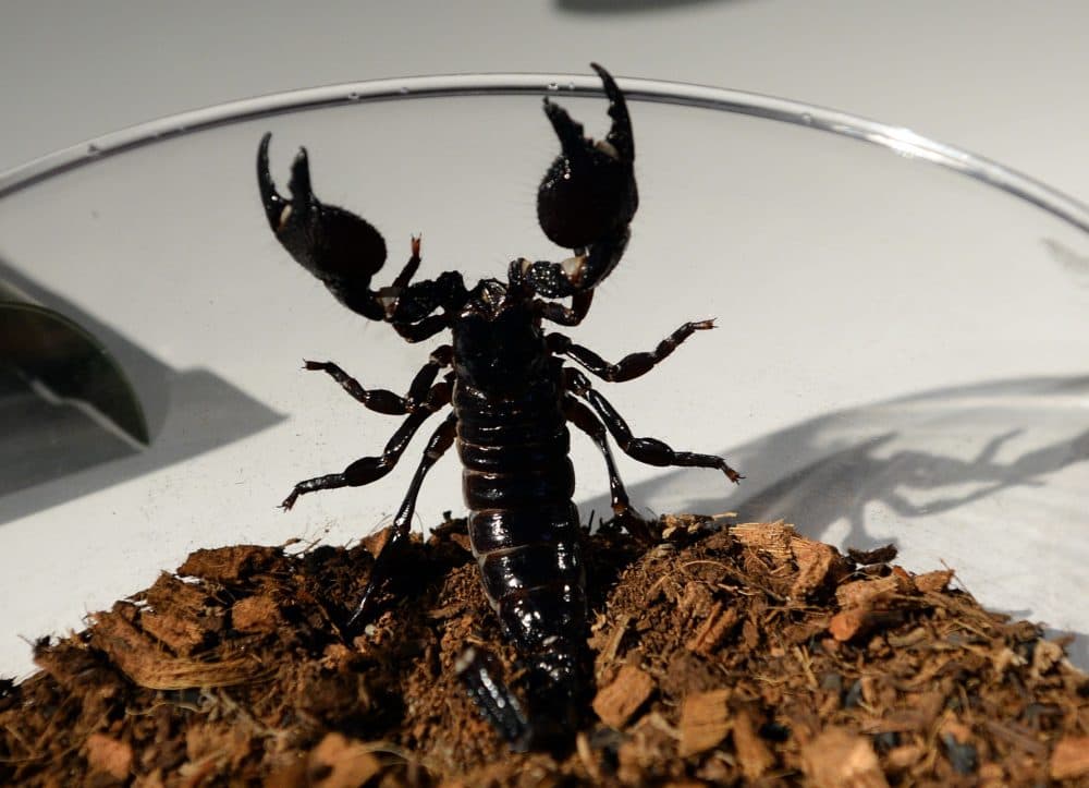 An Emperor scorpion attempts to escape a bowl. (Don Emmert/AFP via Getty Images)