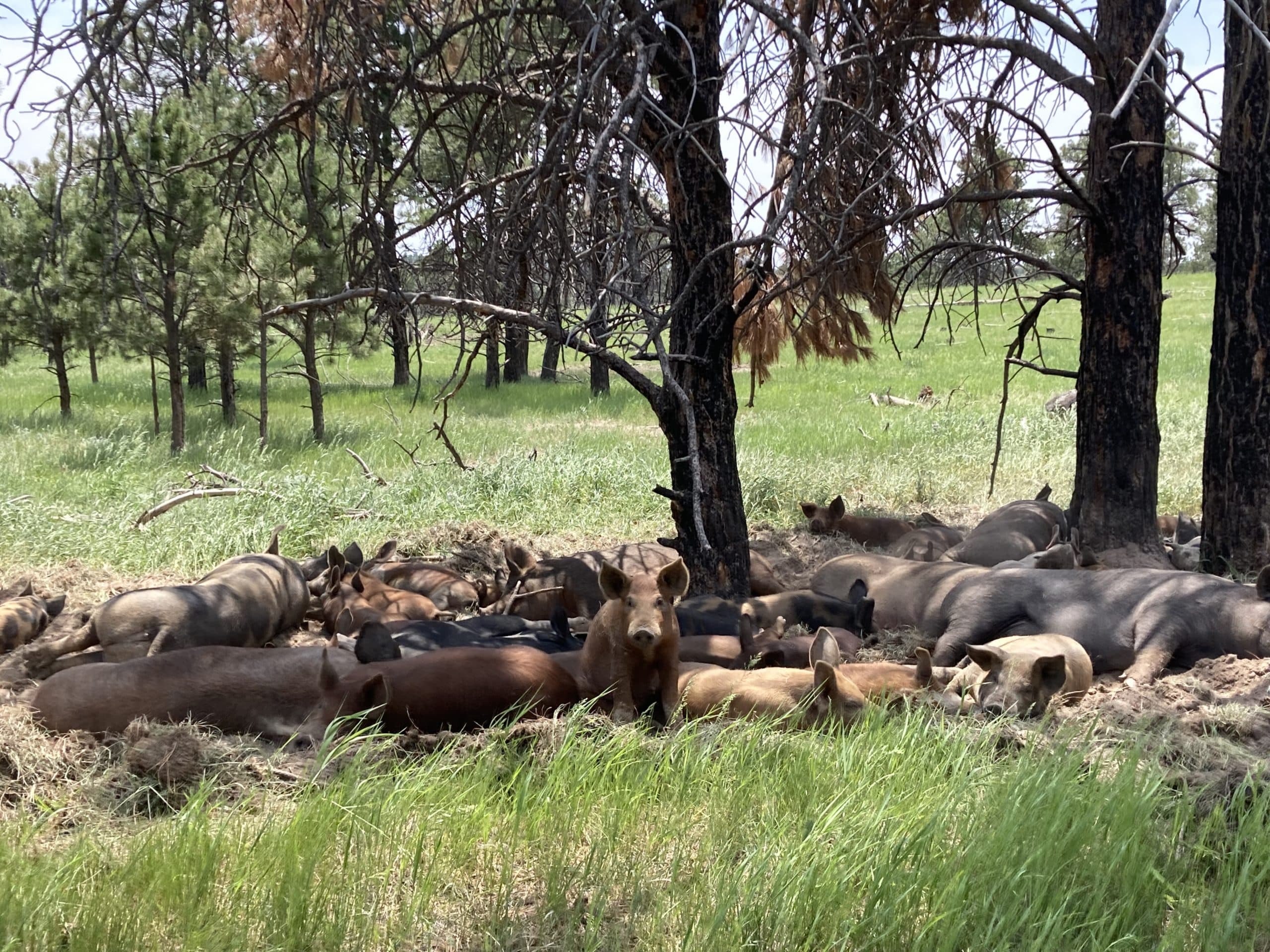 Conservation Ranching Ranching for the birds as development in the West threatens wildlife ...
