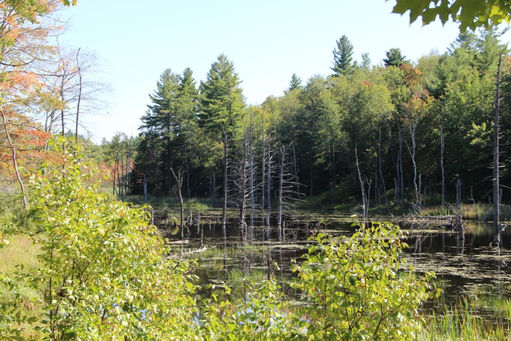 Coles Brook Preserve in Washington, MA. (Courtesy Loren Dowd/The Nature Conservancy)