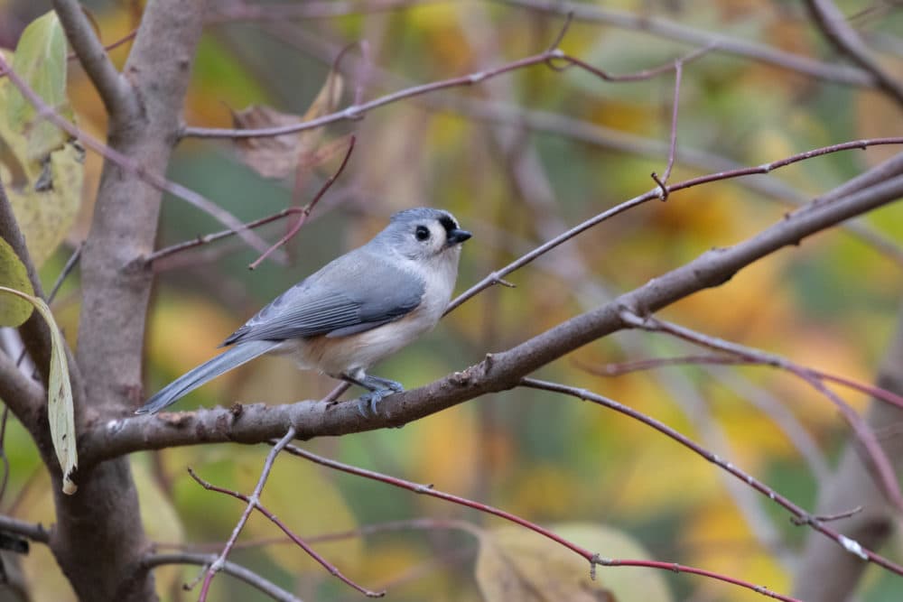 A tufted titmouse. (Courtesy Kristin Foresto/Mass Audubon)