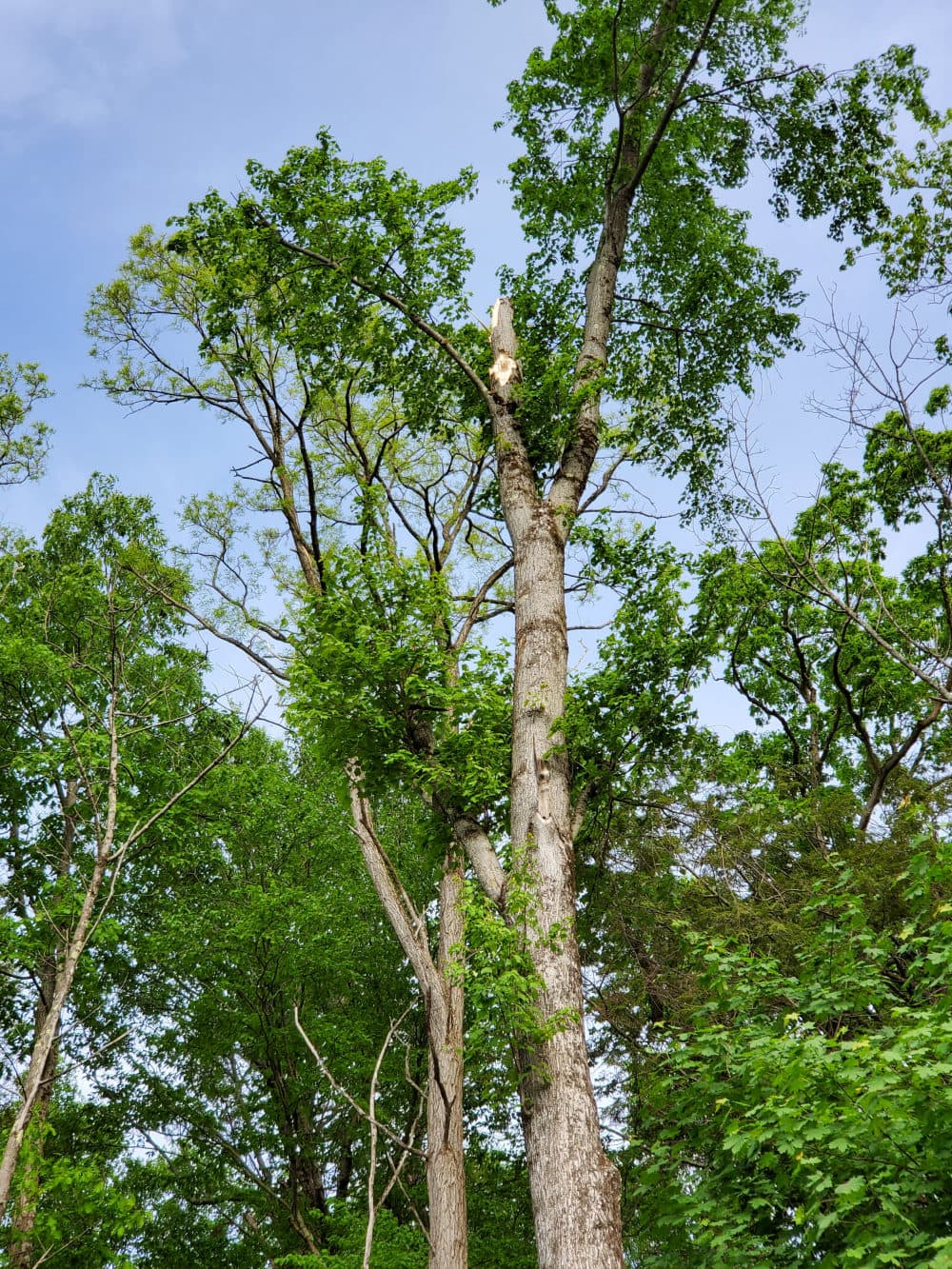 The tree in Northampton from which a 50-foot limb fell after a different storm, near the author’s new home. (Photo courtesy Julie Wittes Schlack)
