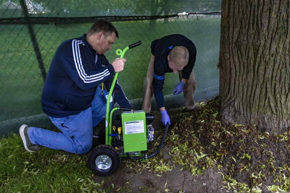 Brendan Sheehan of the Boston Environmental Sanitation Division uses the BurrowRx to pump carbon monoxide into a rat burrow on Boston Common. (Jesse Costa/WBUR)