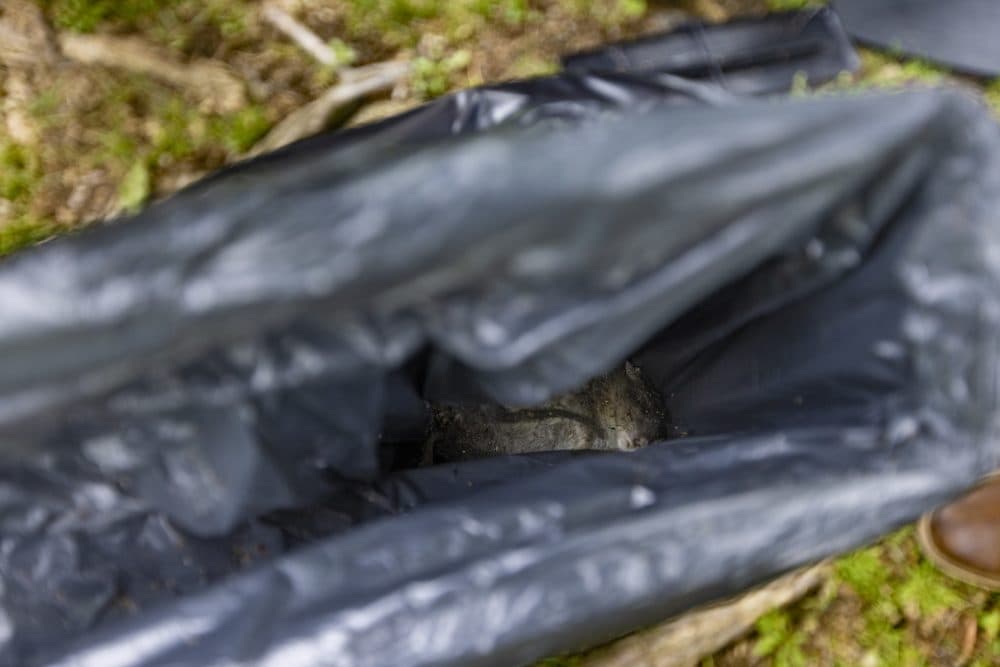A captured and deceased rat in the bag of a SMART Box electronic rat trap set up along the bike path outside of Davis Square in Somerville. (Jesse Costa/WBUR)