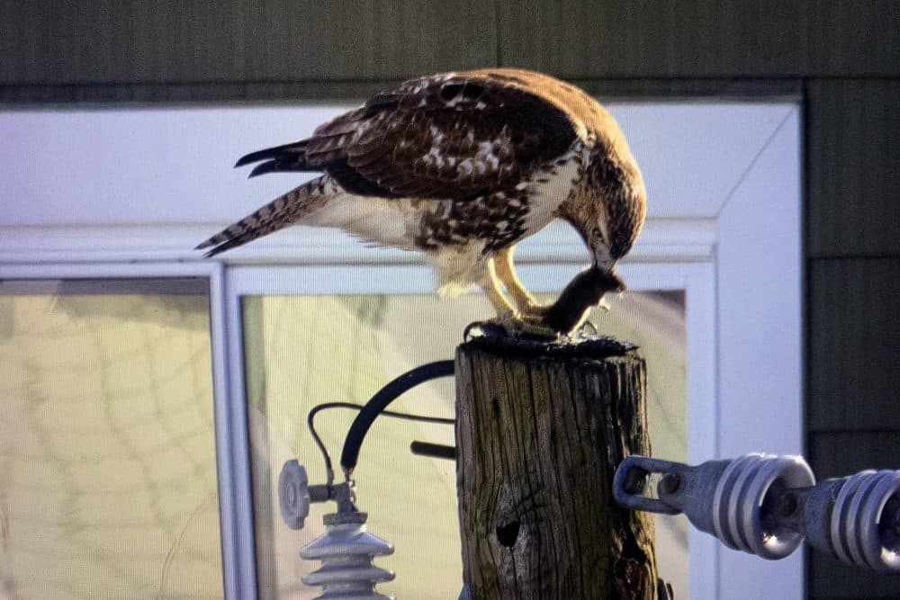 A Cooper's hawk eats a rat on top of a telephone pole in Somerville. (Jesse Costa/WBUR)