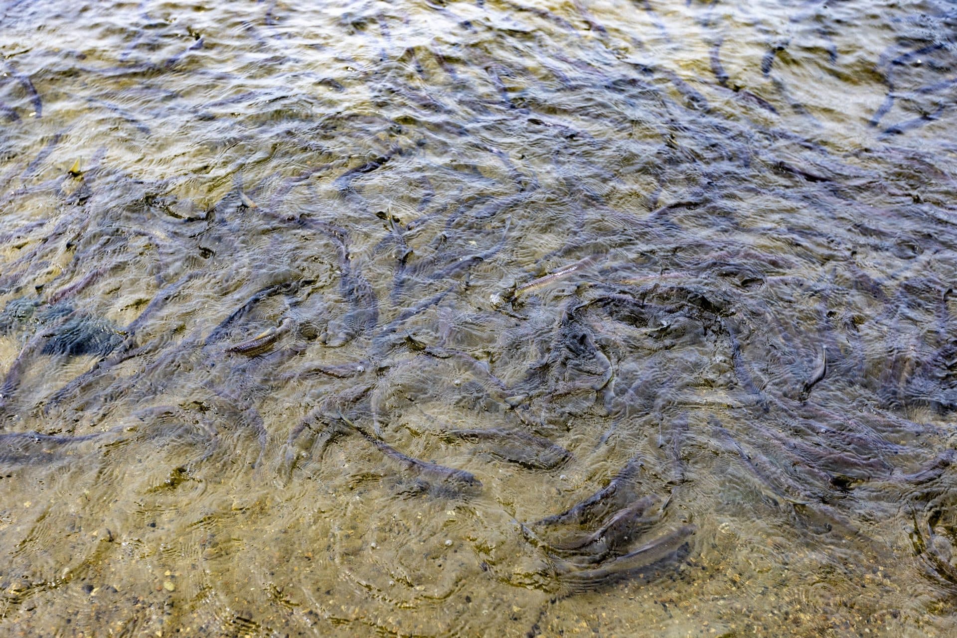 The waters below Horn Pond Dam run thick with herring in spring. (Jesse Costa/WBUR)