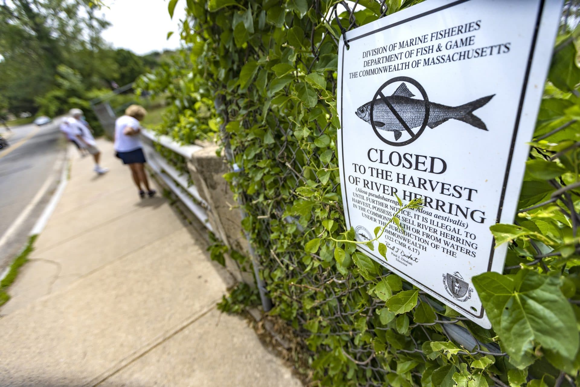 A sign posted at Horn Pond Dam prohibits the harvesting of river herring. (Jesse Costa/WBUR)