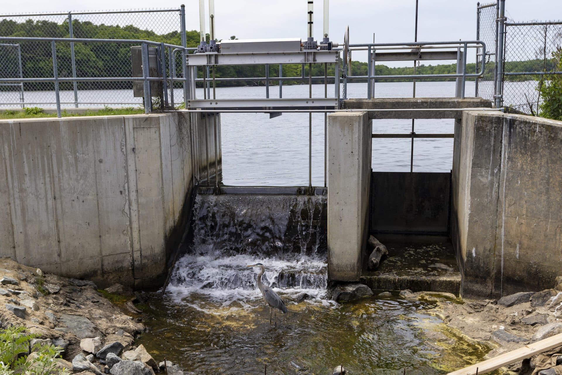 A Great Blue Heron wades in the water pouring over Horn Pond Dam in Woburn. (Jesse Costa/WBUR)