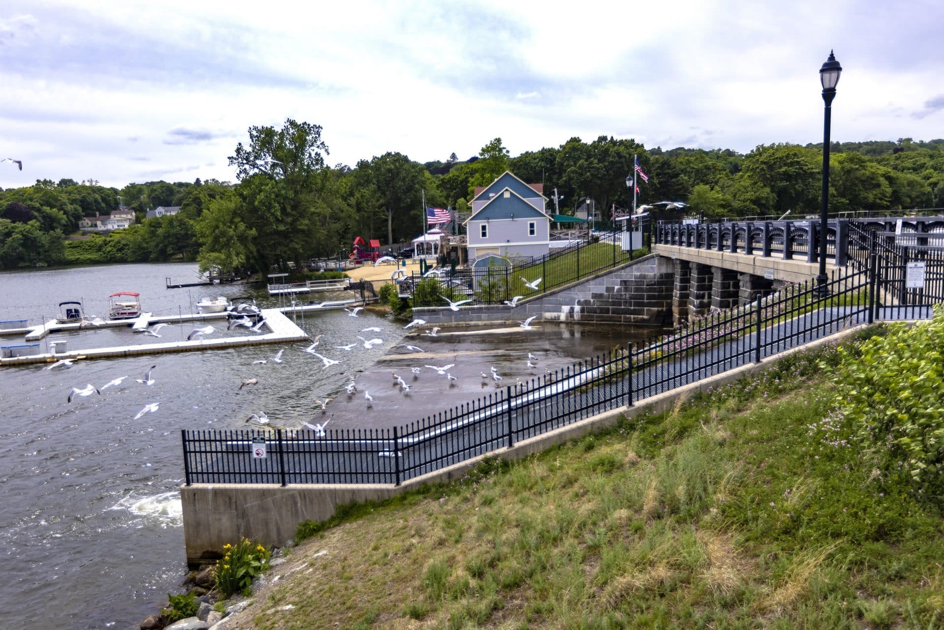 Seagulls flock to feed on river herring at the Mystic Dam in Medford. (Jesse Costa/WBUR)