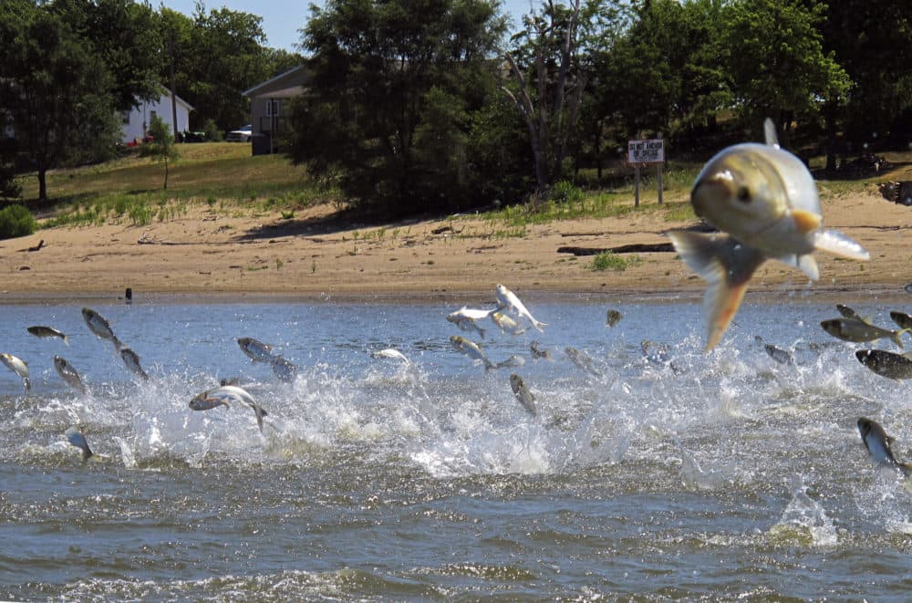 Asian carp, jolted by an electric current from a research boat, jump from the Illinois River near Havana, Ill., June 13, 2012. The state of Illinois is unveiling a market-tested rebranding campaign to make the fish appealing to consumers. (John Flesher/AP)