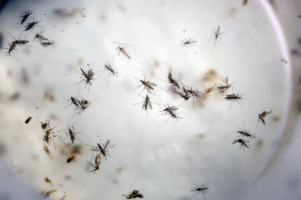 Aegypti mosquitoes in a mosquito cage at a laboratory in Cucuta, Colombia. (Ricardo Mazalan/AP)