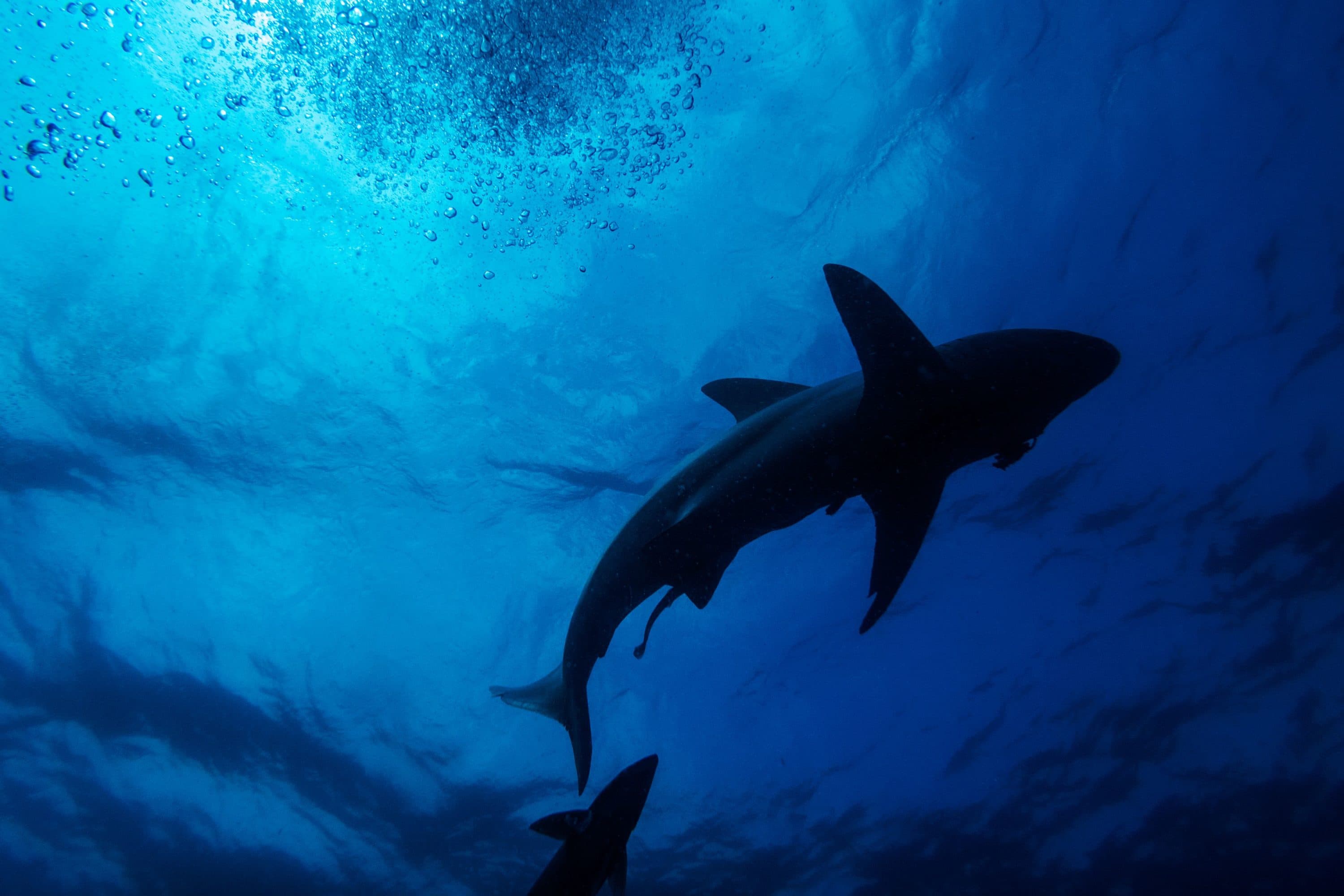 A black-tip sharks is seen swimming during near Durban, South Africa (Photo by Michele Spatari/ AFP via Getty Images)