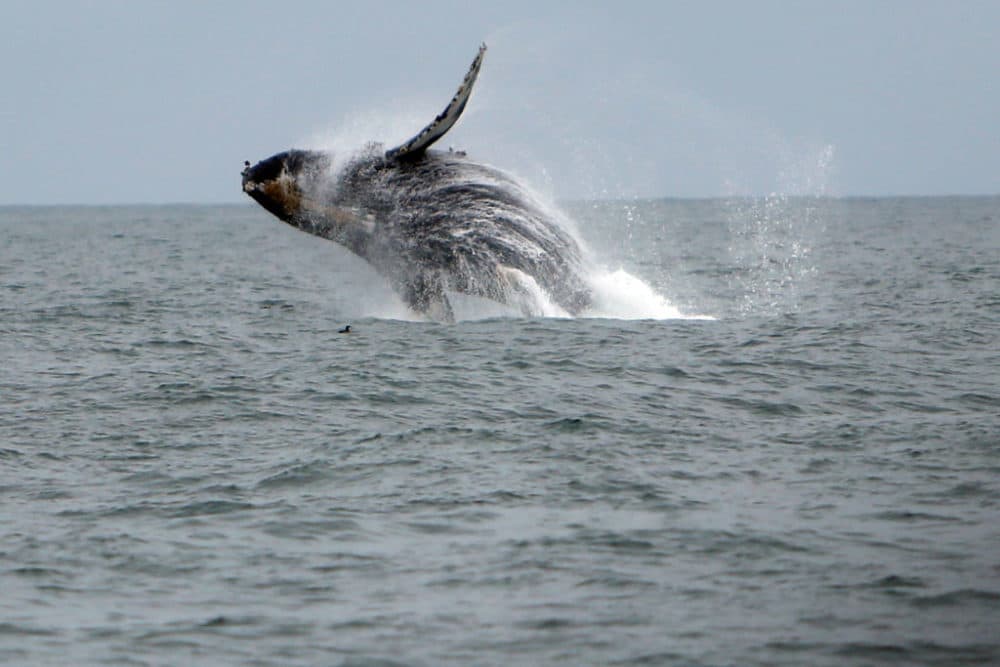 A humpback whale breaches west of the Golden Gate Bridge in San Francisco, Calif., on Saturday, Aug. 22, 2015. (Scott Strazzante/San Francisco Chronicle via Getty Images)